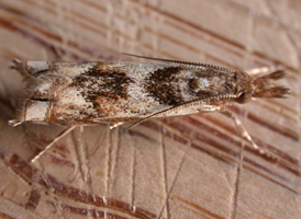 Prionapteryx achatina 